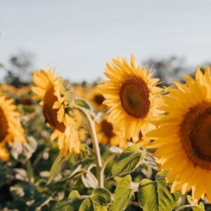 Stampa foto su pannello (100x50x2-4cm) anche con una foto unica -93