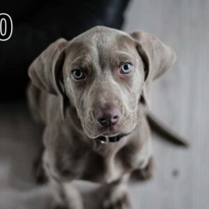 Stampa foto su pannello (100x50x2-4cm) anche con una foto unica -100