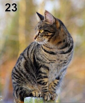 Stampa foto su pannello (100x50x2-4cm) anche con una foto unica -23